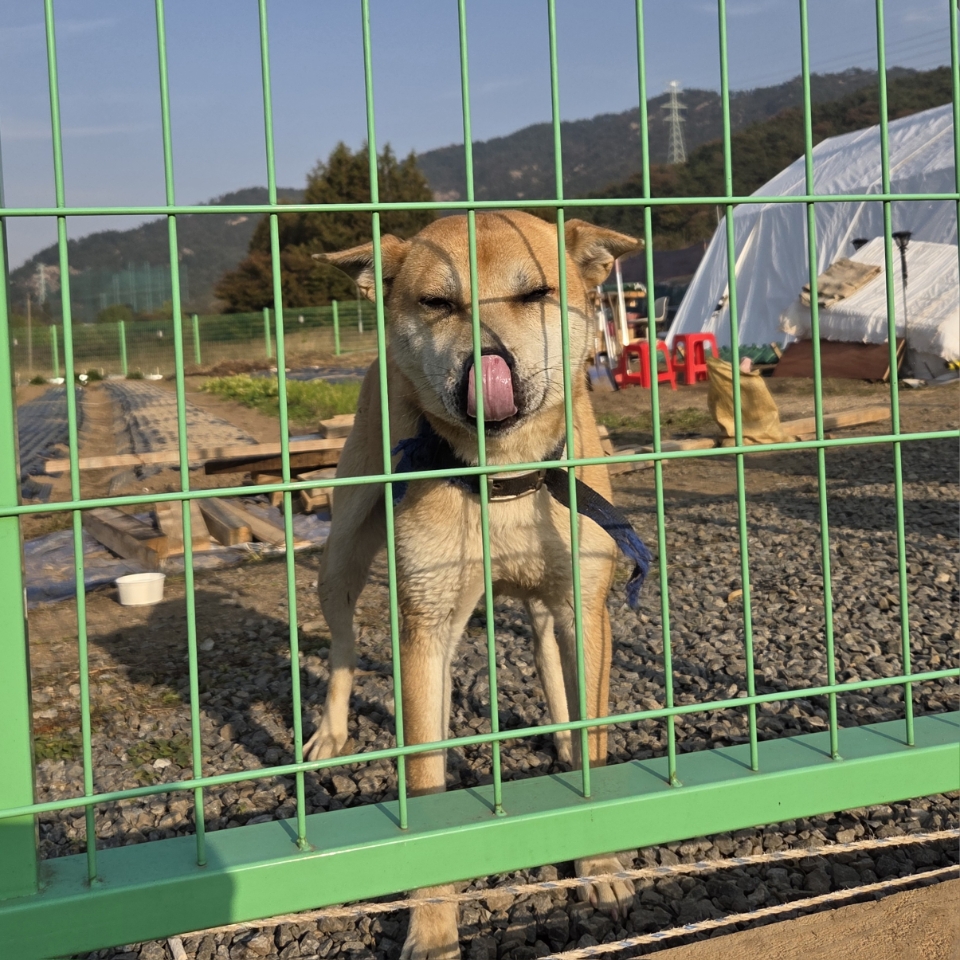 충남 예산 덕산면에서 동경견 발견 보호